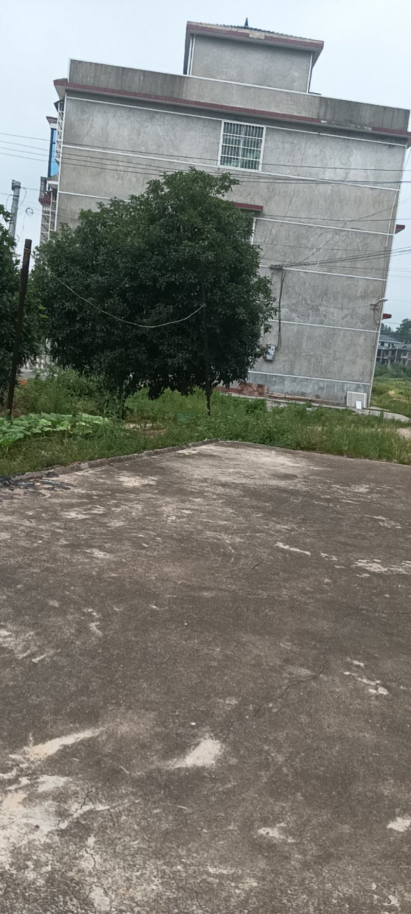 出售八月桂