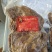 熟牛腱子肉，口味纯正，肉块大小适中，无需二次加工，