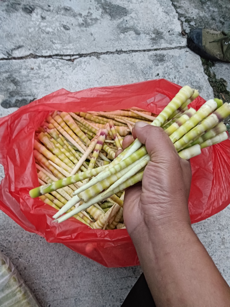 专业批发各类竹笋
