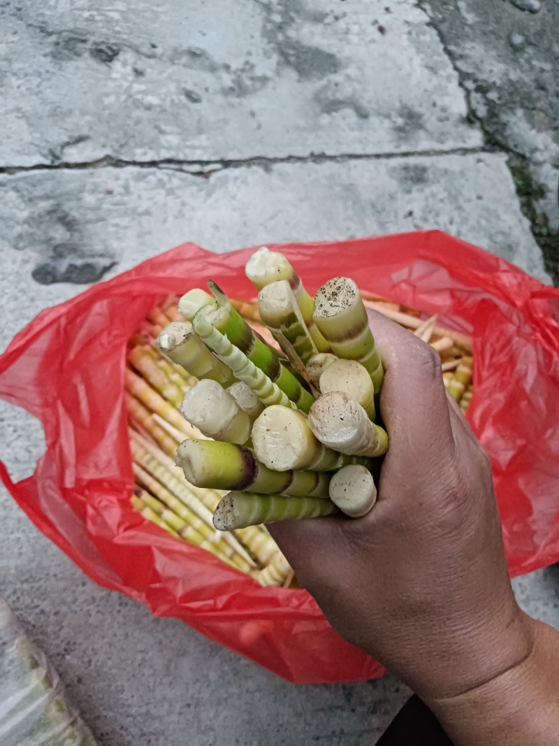 专业批发各类竹笋