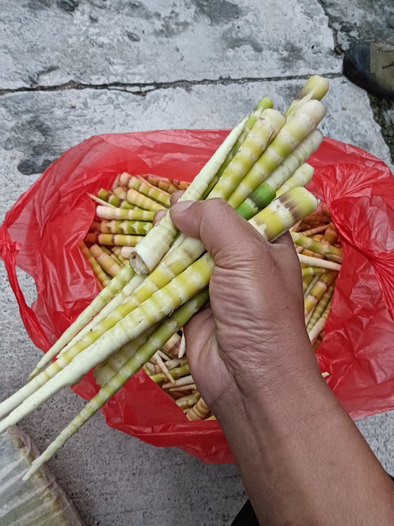 专业批发各类竹笋