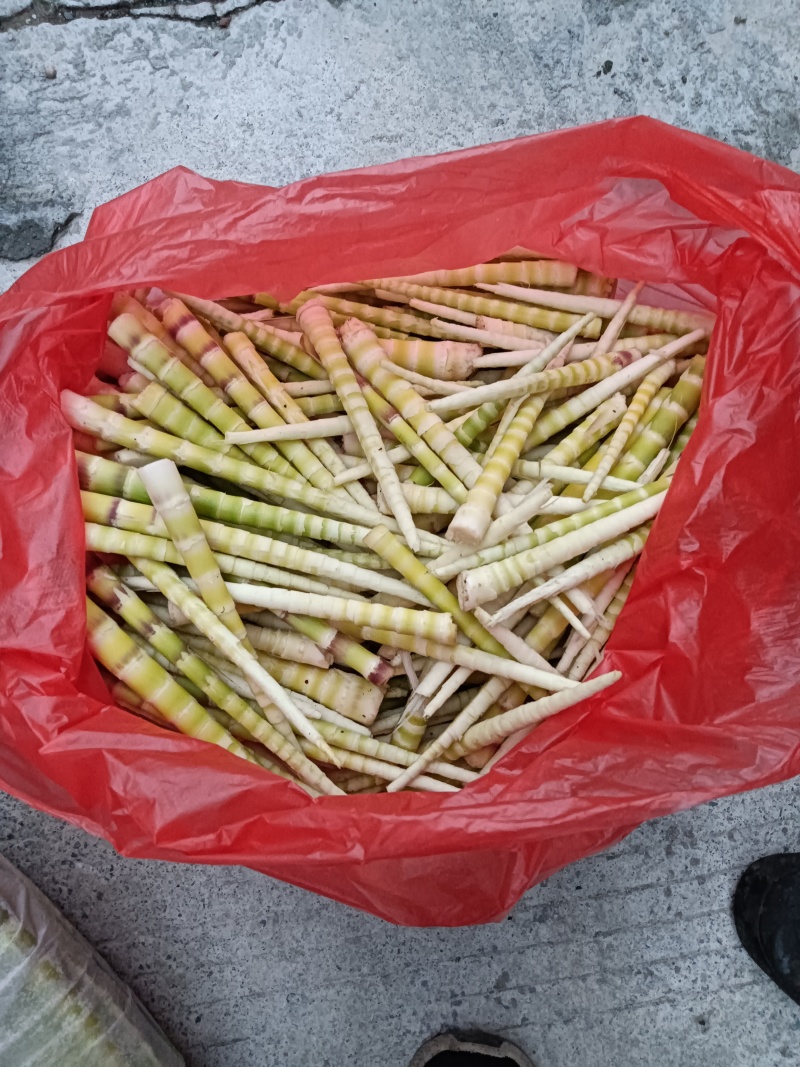 专业批发各类竹笋