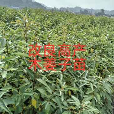 大量供应，高产木姜子苗，承若服务到位欢迎来电