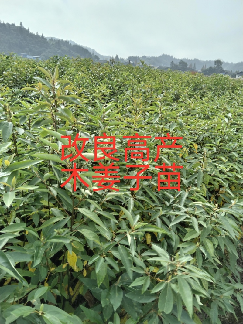 大量供应，高产木姜子苗，承若服务到位欢迎来电