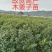 大量供应，高产木姜子苗，承若服务到位欢迎来电