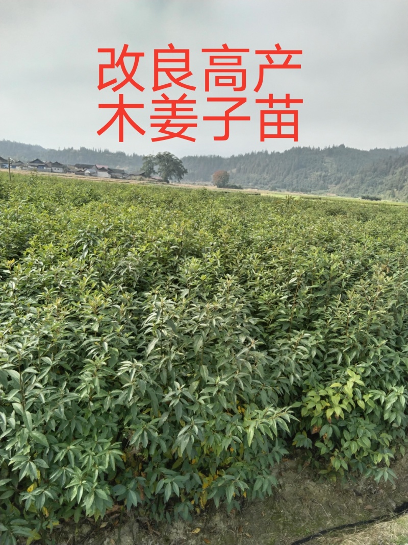 大量供应，高产木姜子苗，承若服务到位欢迎来电