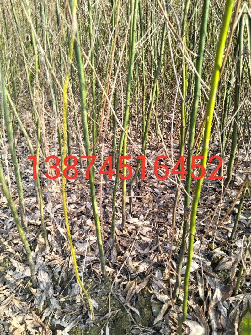 大量供应，高产木姜子苗，承若服务到位欢迎来电