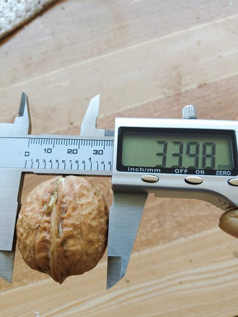 130果薄皮核桃