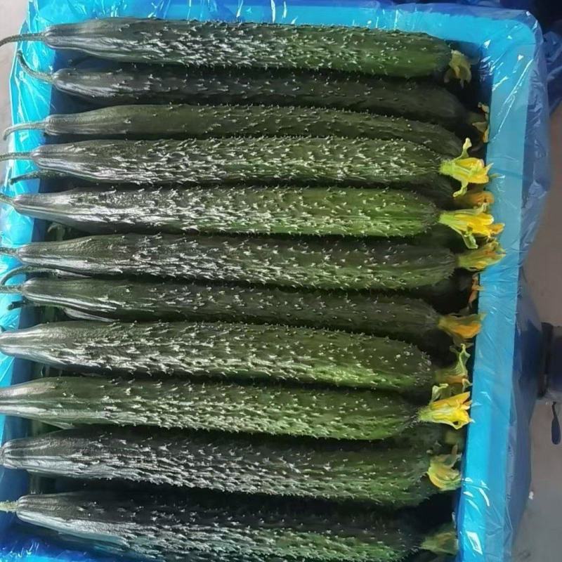 山东密刺黄瓜