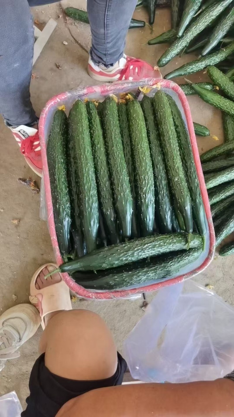 山东密刺黄瓜