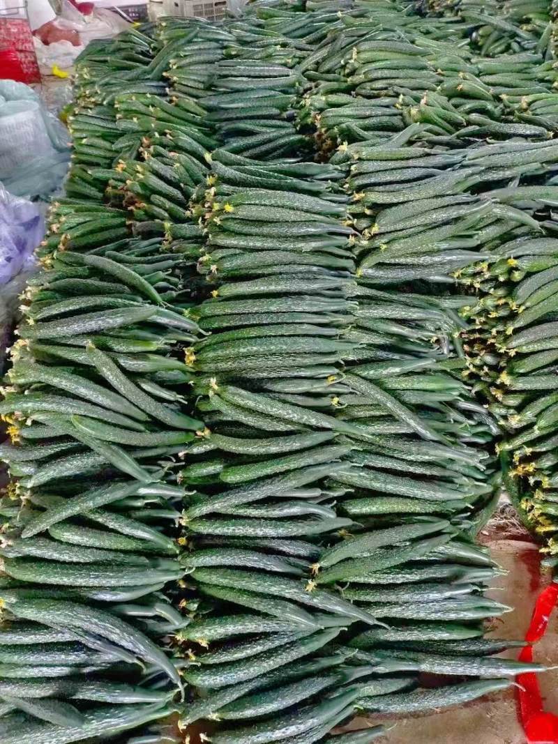 山东密刺黄瓜