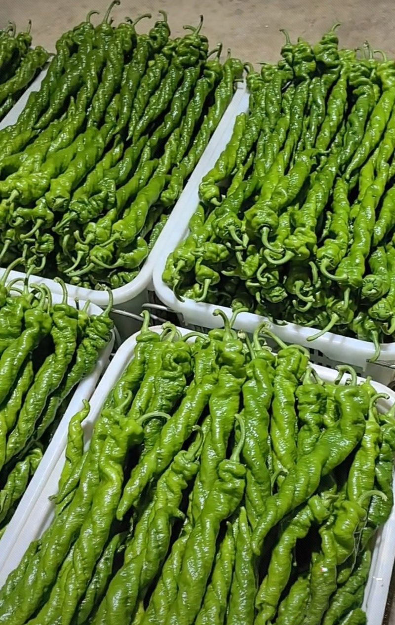 精品螺丝椒量大从优产地供应对接全国质量保证欢迎咨询