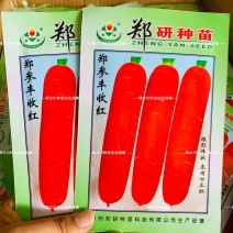 郑研郑参丰收红胡萝卜种子皮肉早熟三红胡萝卜种籽家庭小菜园