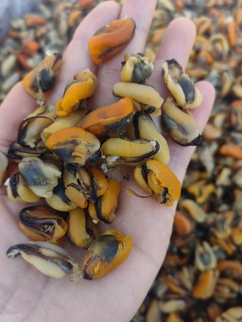 海虹干，淡菜干，干度好，个头大，做菜煲汤皆可