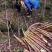 应季野生八月笋，鲜嫩爽脆，山林馈赠