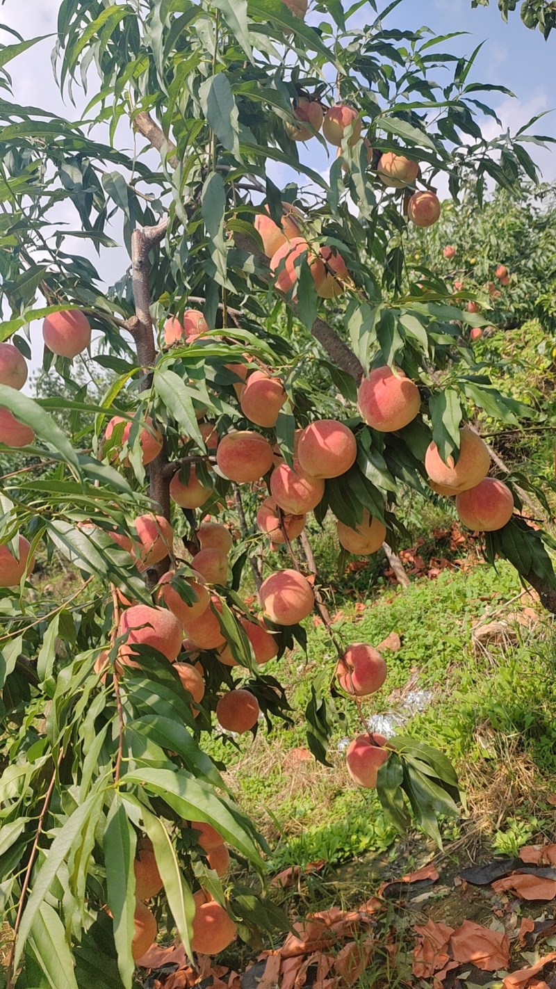 红桃