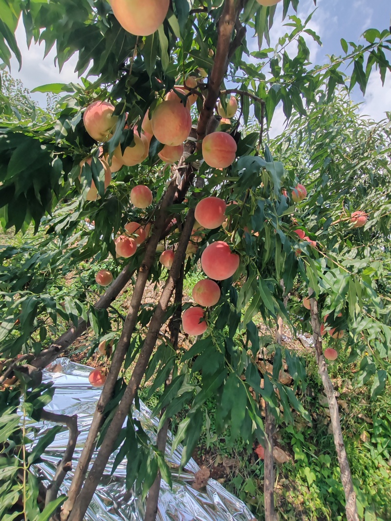 红桃