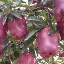 精品甘肃花牛苹果产地直发一手货源代发全国