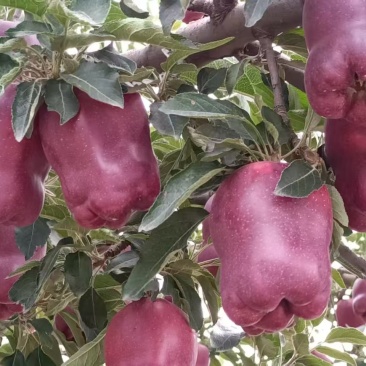 精品甘肃花牛苹果产地直发一手货源代发全国