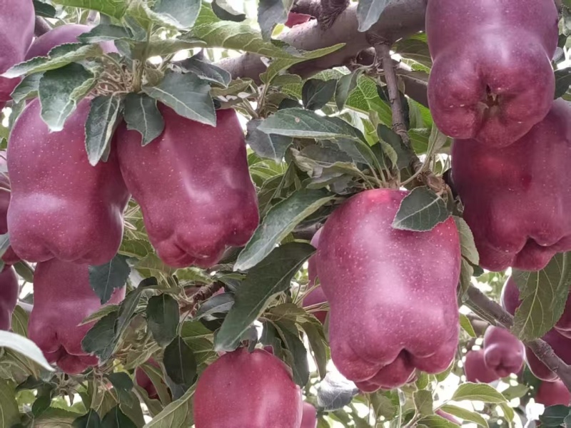 精品甘肃花牛苹果产地直发一手货源代发全国
