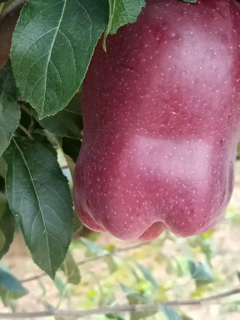 精品甘肃花牛苹果产地直发一手货源代发全国