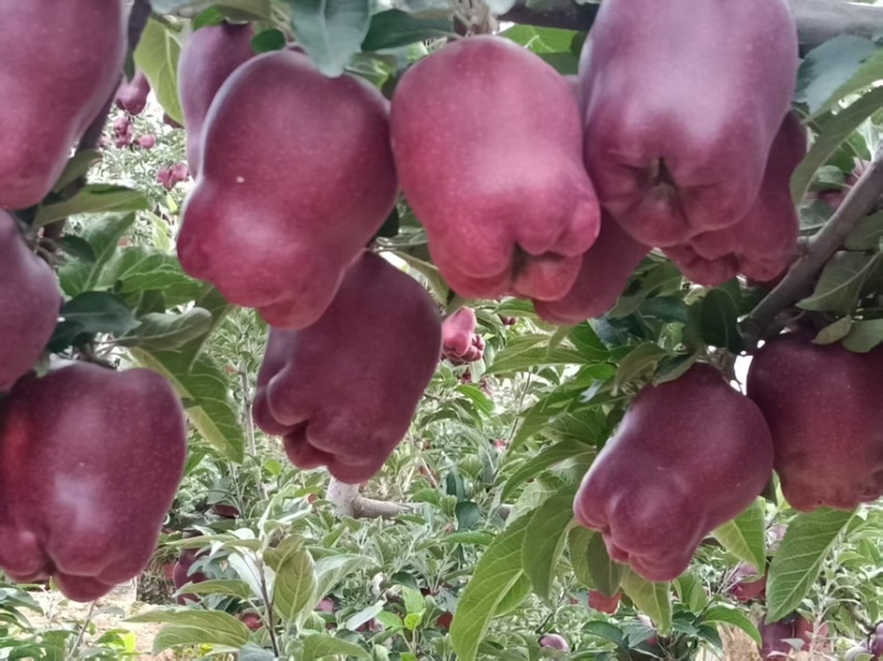 精品甘肃花牛苹果产地直发一手货源代发全国