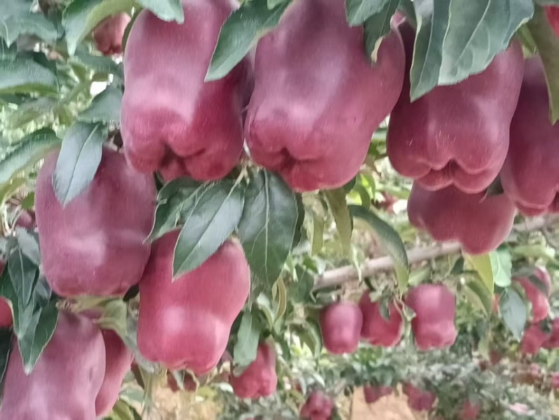 精品甘肃花牛苹果产地直发一手货源代发全国