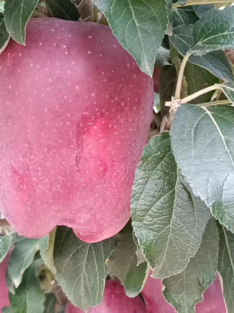 精品甘肃花牛苹果产地直发一手货源代发全国