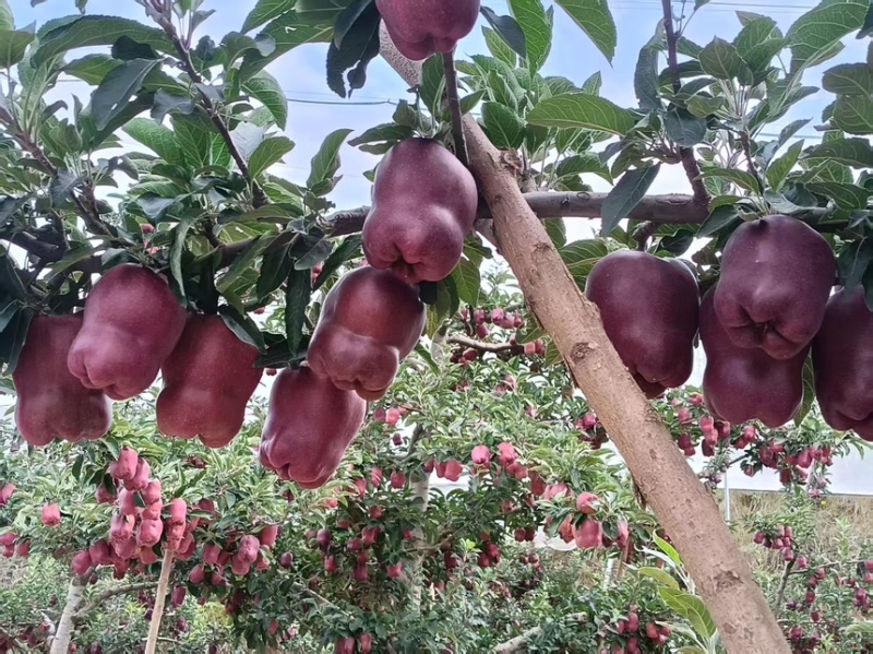 精品甘肃花牛苹果产地直发一手货源代发全国
