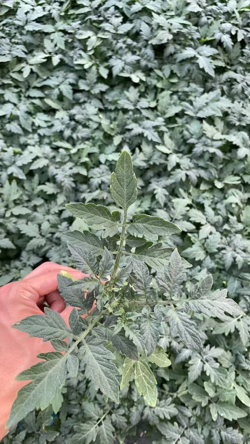 口感番茄苗，口感大粉柿子苗，果蔬两用番茄苗