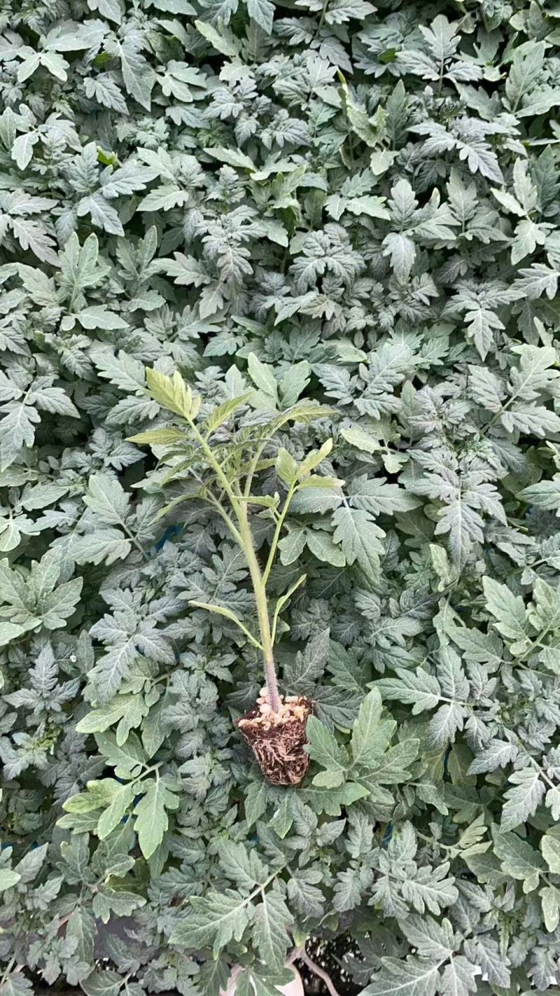 口感番茄苗，口感大粉柿子苗，果蔬两用番茄苗