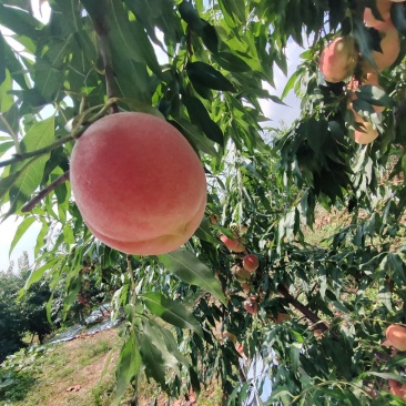 红桃