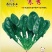 直立菠菜种子寒秀耐寒品种直立性好抗病性强