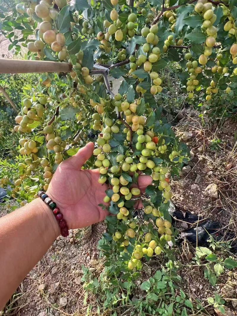 优质酸枣苗品质保证服务周到产地直发