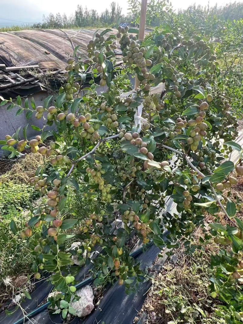 优质酸枣苗品质保证服务周到产地直发