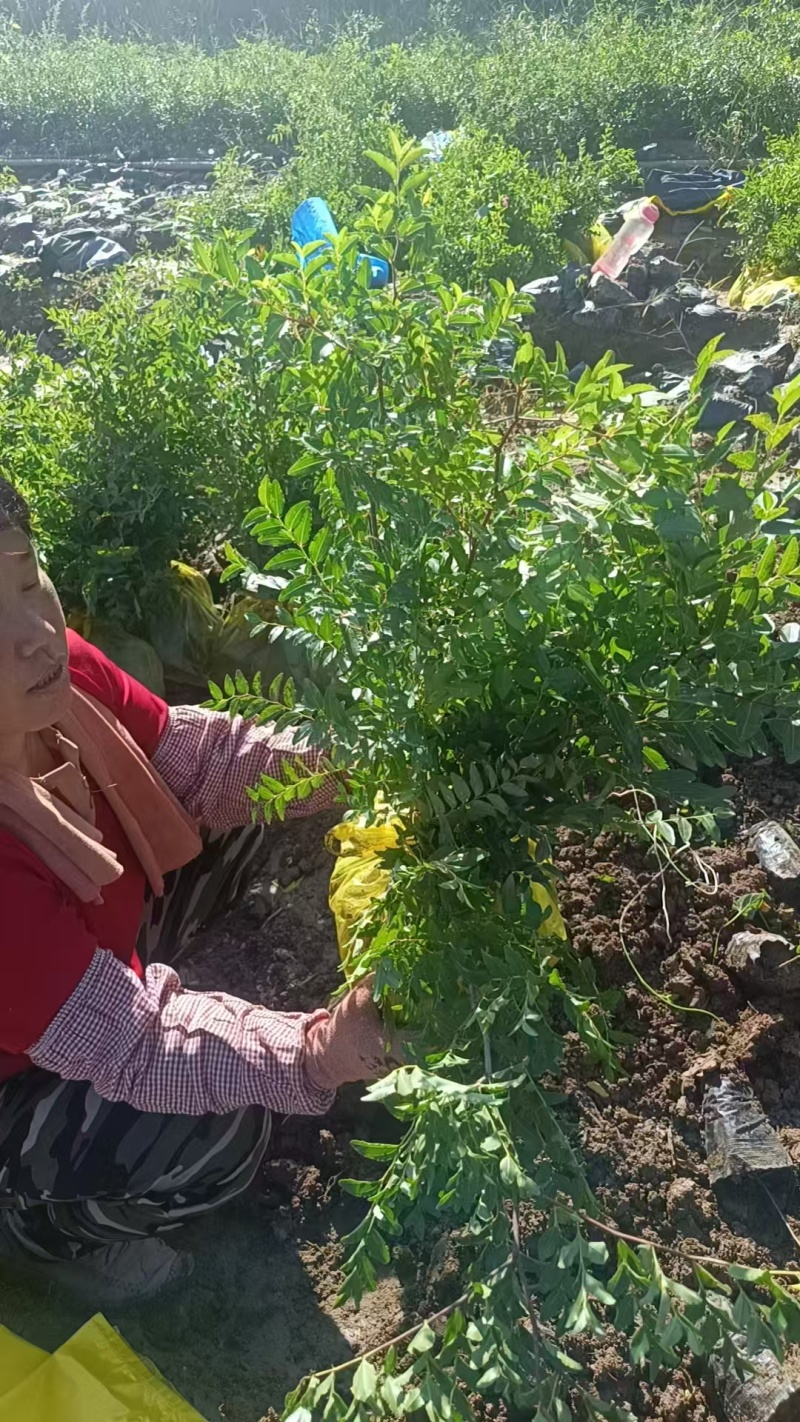 优质酸枣苗品质保证服务周到产地直发