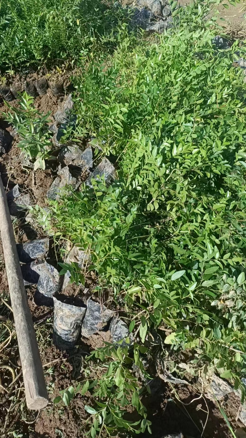 优质酸枣苗品质保证服务周到产地直发