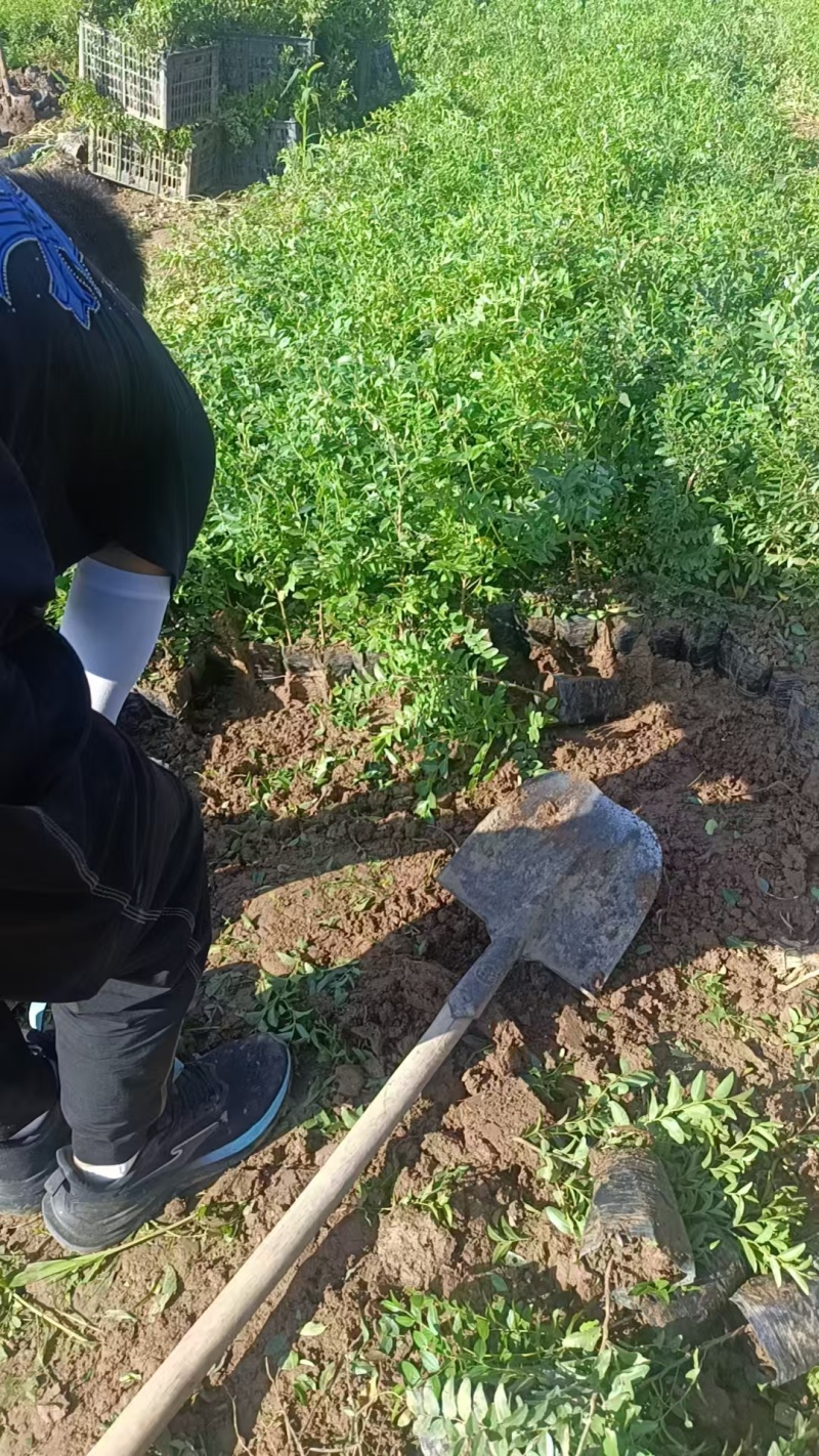 优质酸枣苗品质保证服务周到产地直发