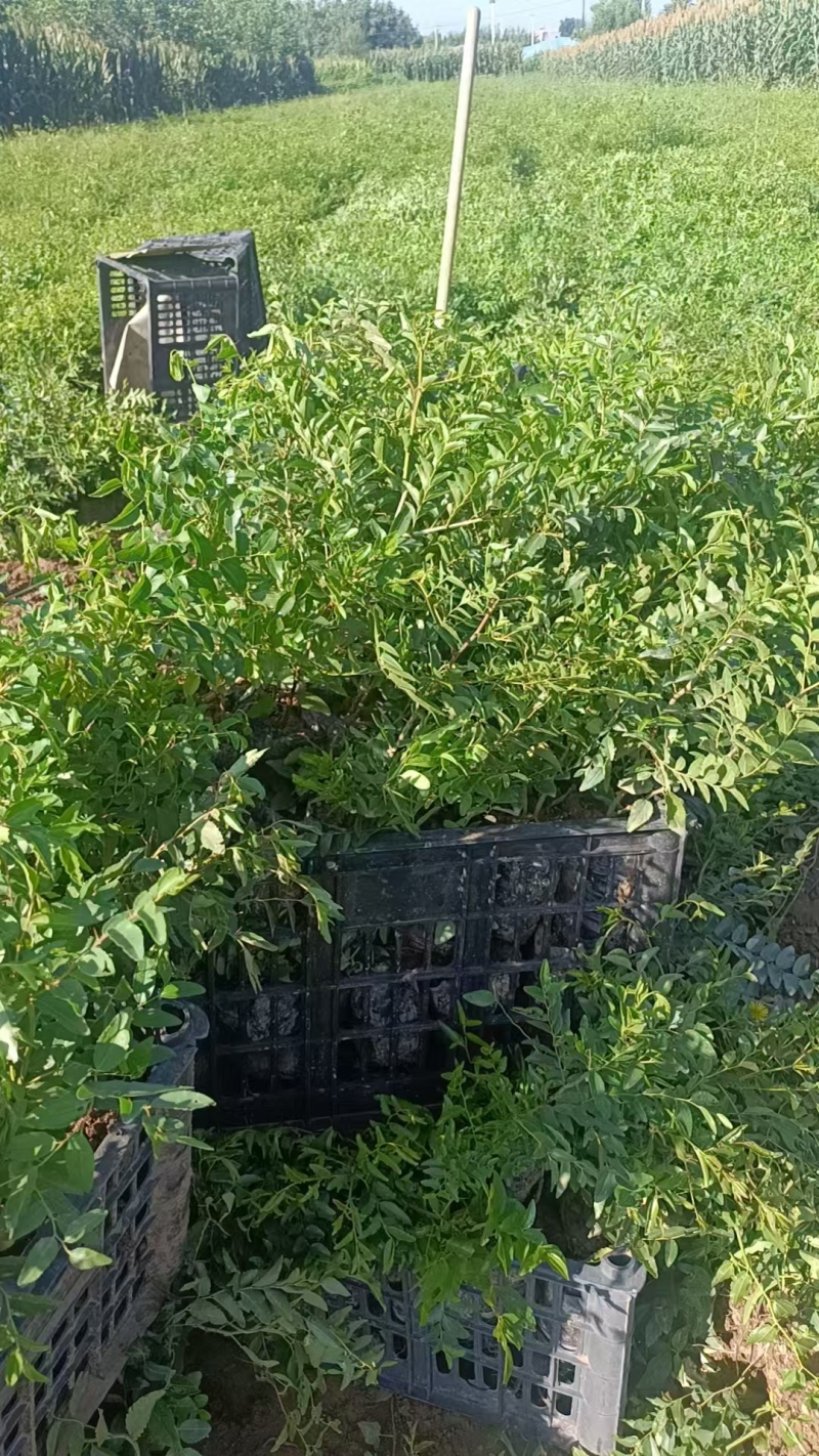 优质酸枣苗品质保证服务周到产地直发