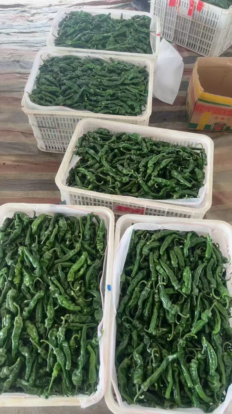山东鲜辣椒小邹皮薄皮椒线椒产地供货电商供货