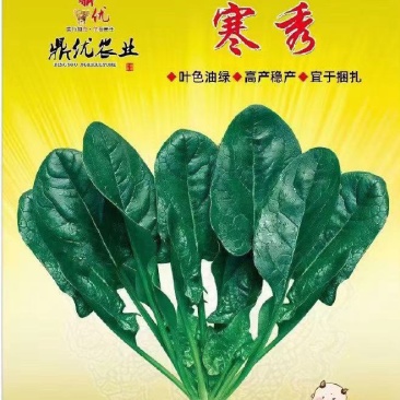 直立菠菜种子寒秀耐寒品种直立性好抗病性强