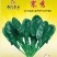直立菠菜种子寒秀耐寒品种直立性好抗病性强