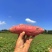 【实力推荐】唐山沙地烟薯25红薯烤块河北产地直发