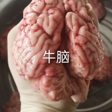 牛脑