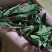 甜叶菊大量供应支持视频和实地看货品质保证欢迎致电咨询