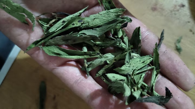甜叶菊大量供应支持视频和实地看货品质保证欢迎致电咨询