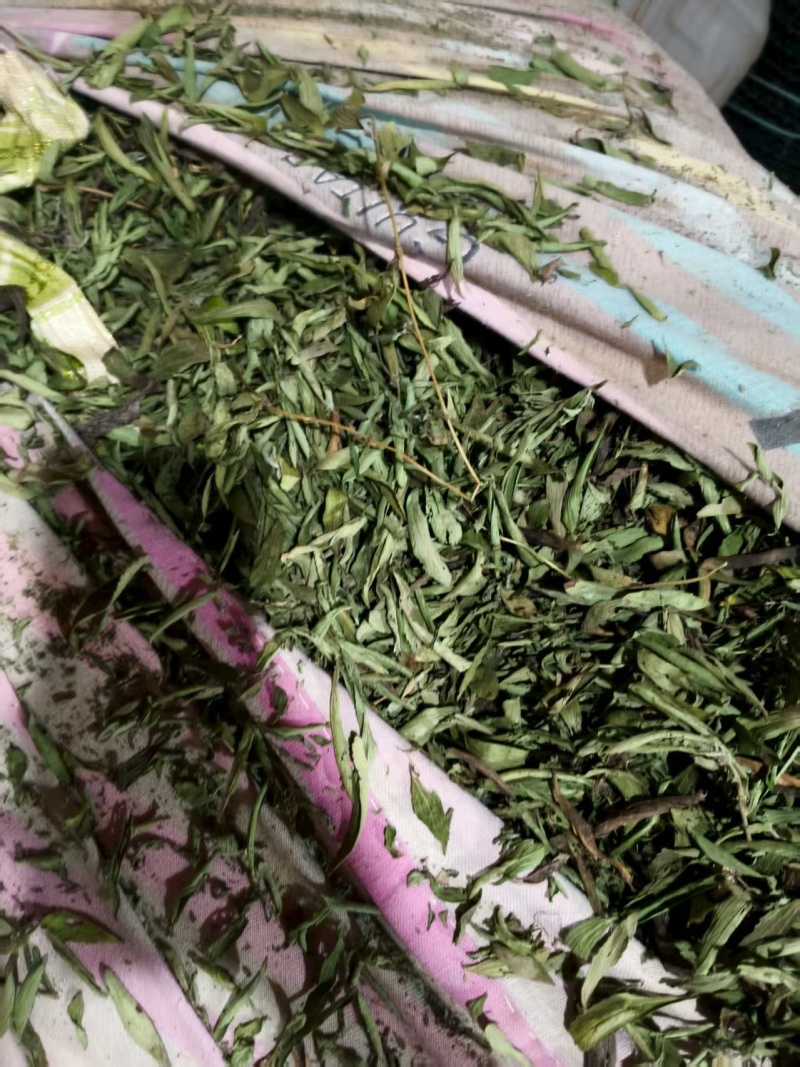 甜叶菊大量供应支持视频和实地看货品质保证欢迎致电咨询