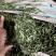 甜叶菊大量供应支持视频和实地看货品质保证欢迎致电咨询