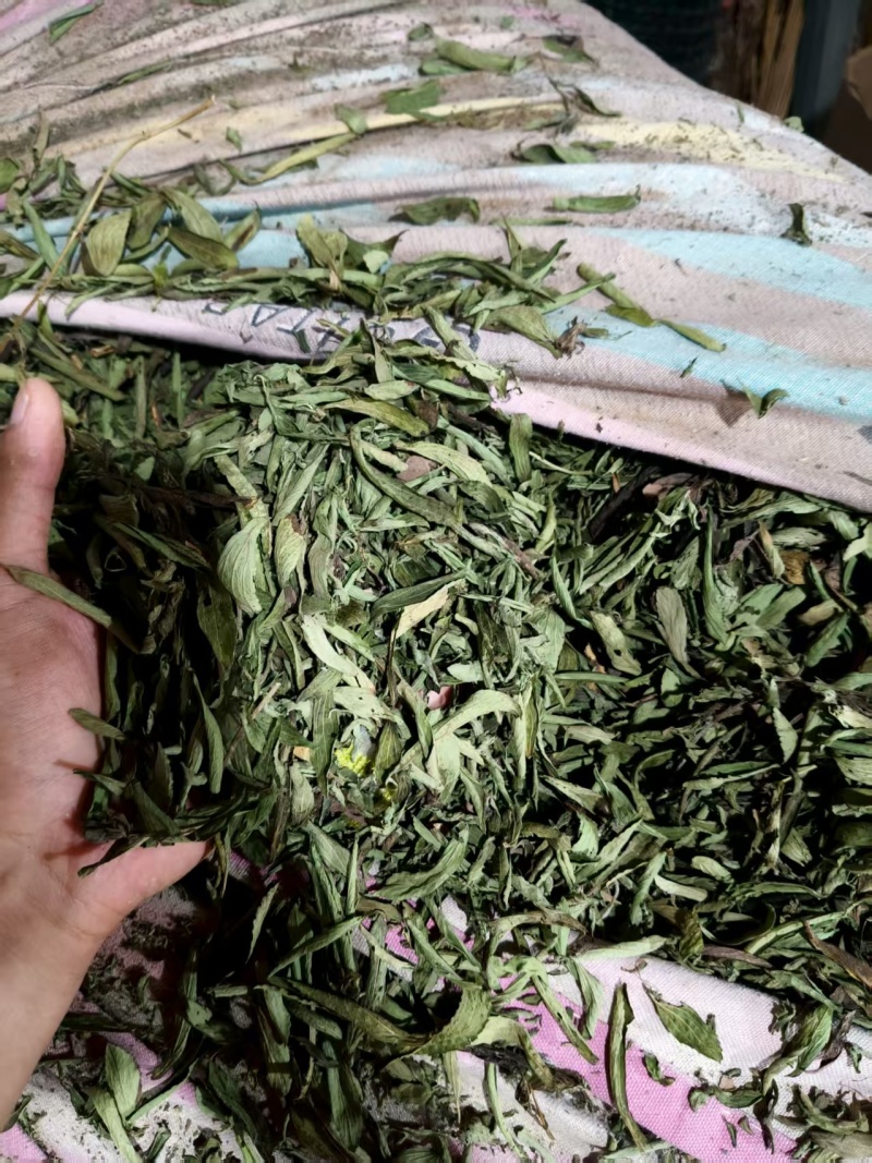 甜叶菊大量供应支持视频和实地看货品质保证欢迎致电咨询