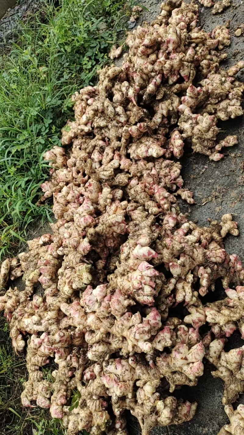 我村有大量子姜，新姜，嫩姜，大肉姜，一手货源，联系我